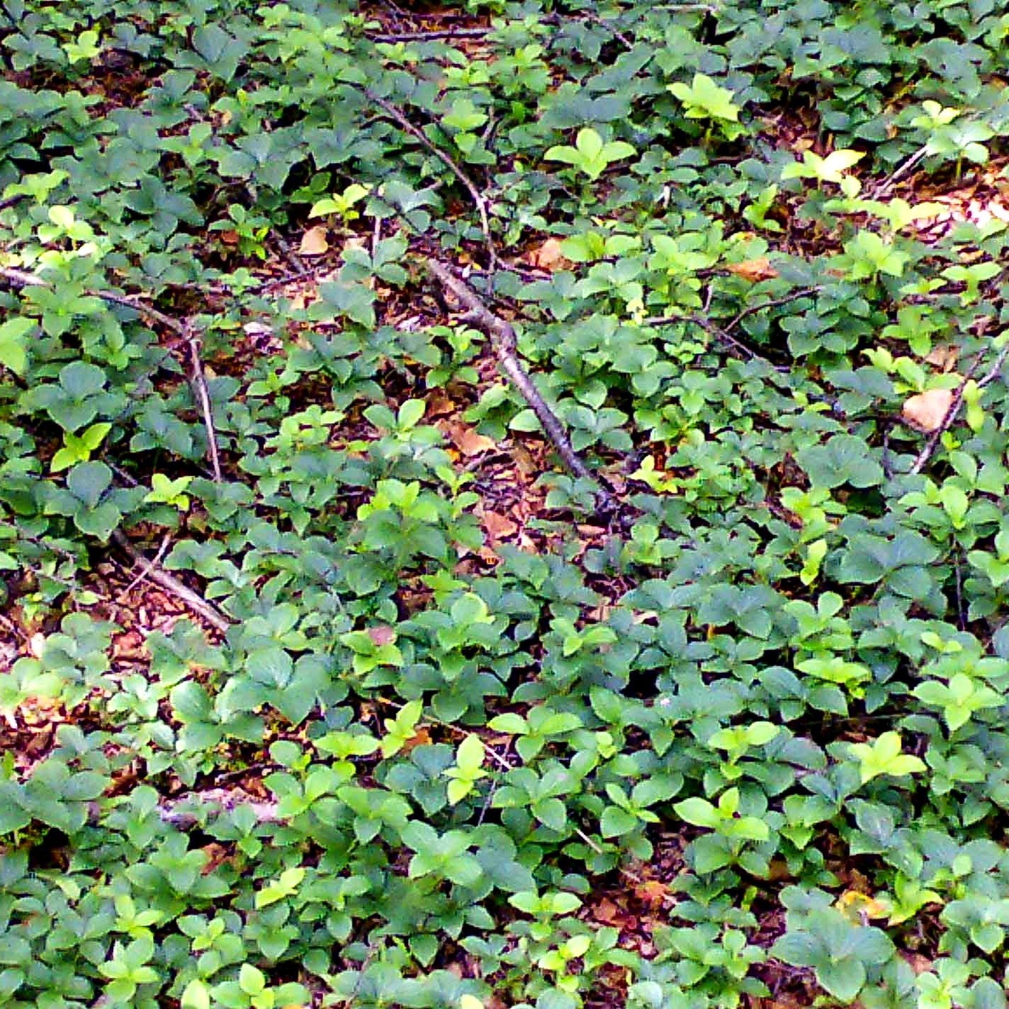 Teppich-Hartriegel (Cornus canadensis)