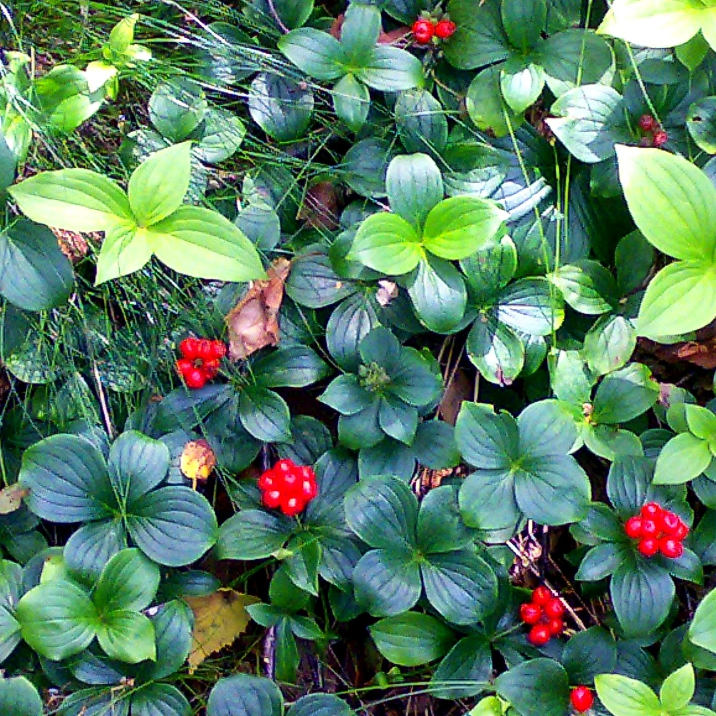 Teppich-Hartriegel (Cornus canadensis)