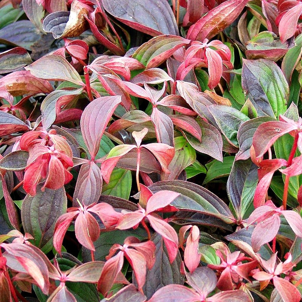 Teppich-Hartriegel (Cornus canadensis)