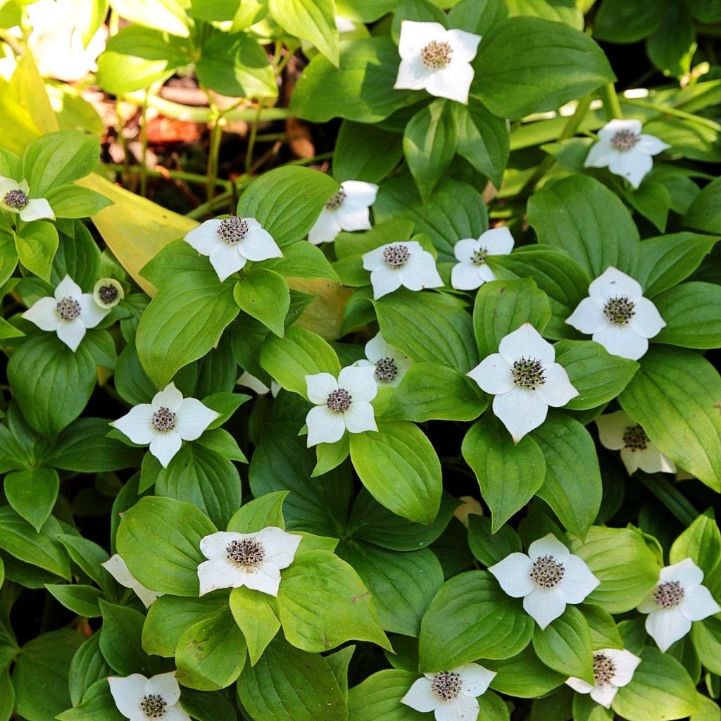 Teppich-Hartriegel (Cornus canadensis)