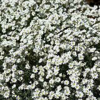 Teppich-Hornkraut 'Silberteppich' (Cerastium tomentosum)