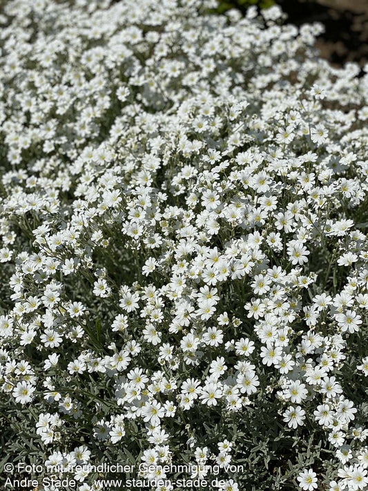 Teppich-Hornkraut 'Silberteppich' (Cerastium tomentosum)