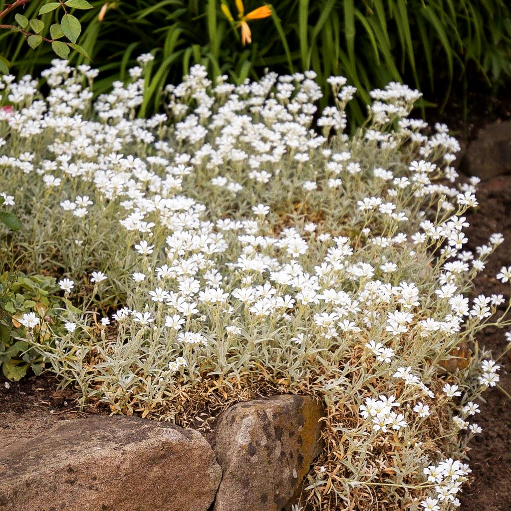 Teppich-Hornkraut 'Silberteppich' (Cerastium tomentosum)