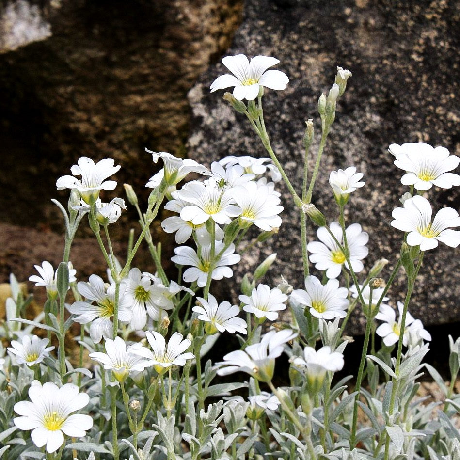 Teppich-Hornkraut 'Silberteppich' (Cerastium tomentosum)