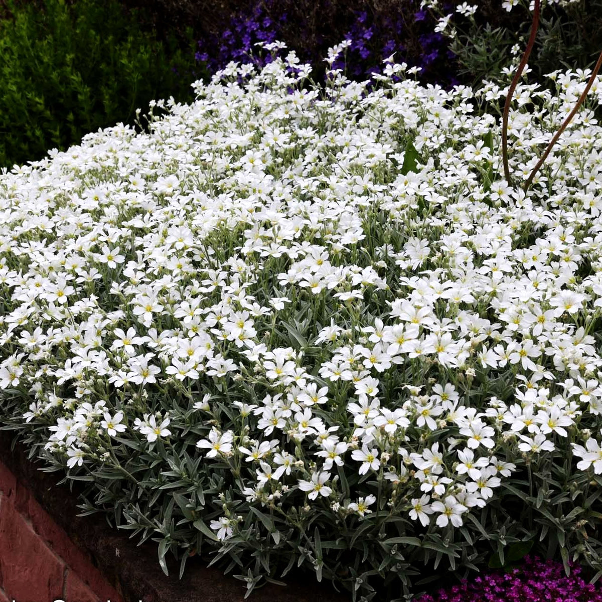 Teppich-Hornkraut 'Silberteppich' (Cerastium tomentosum)