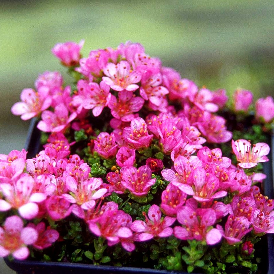 Teppich-Steinbrech 'Splendens' (Saxifraga oppositifolia)