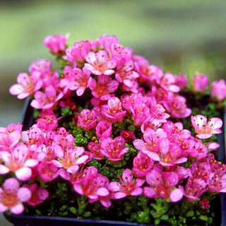 Teppich-Steinbrech 'Splendens' (Saxifraga oppositifolia)
