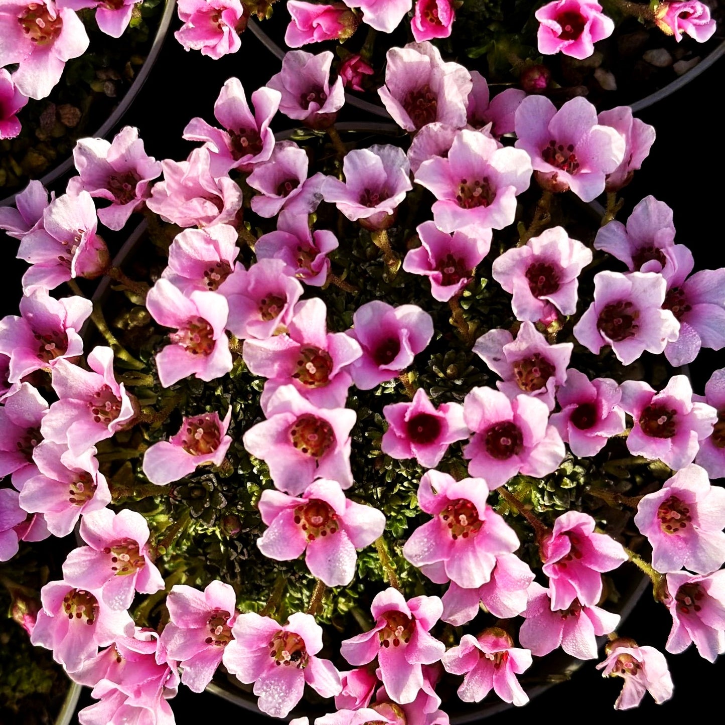 Teppich-Steinbrech 'Splendens' (Saxifraga oppositifolia)