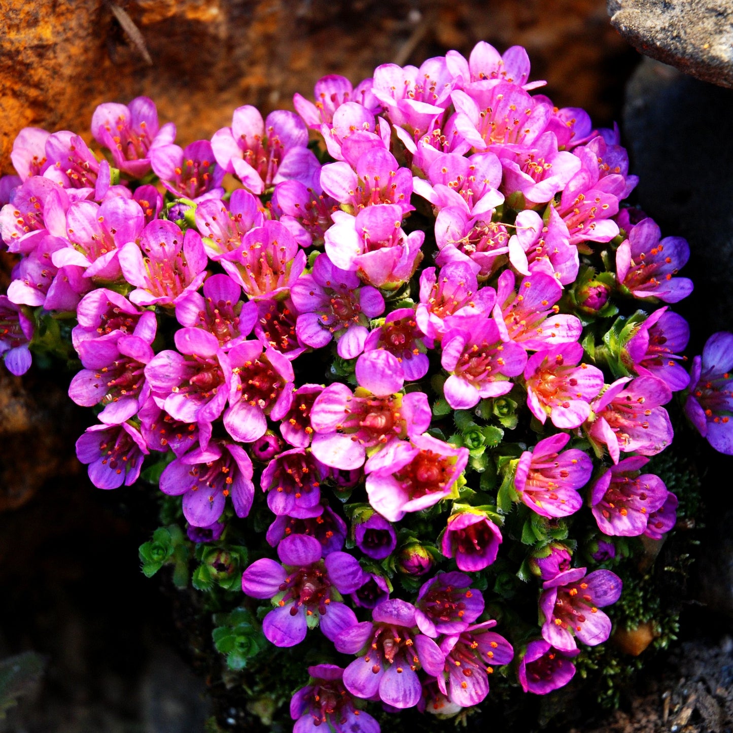 Teppich-Steinbrech 'Splendens' (Saxifraga oppositifolia)