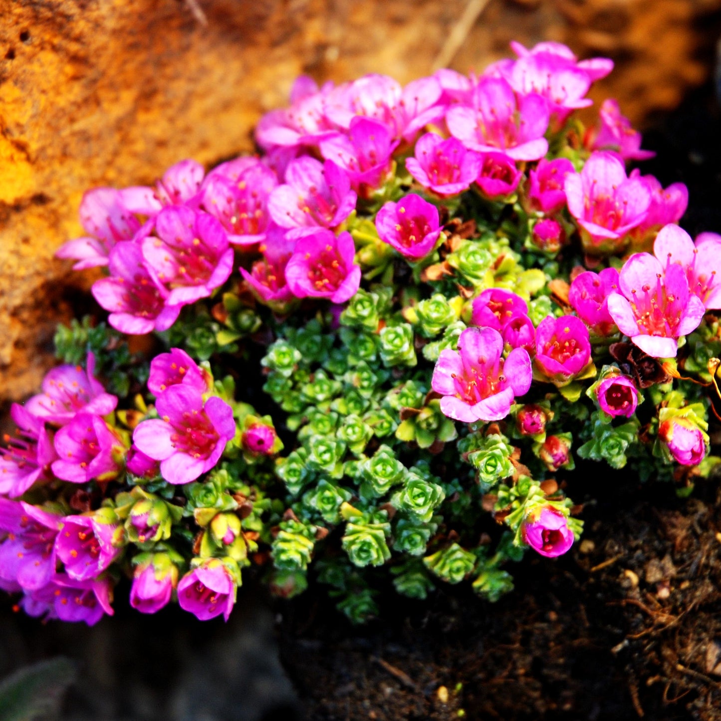 Teppich-Steinbrech 'Splendens' (Saxifraga oppositifolia)