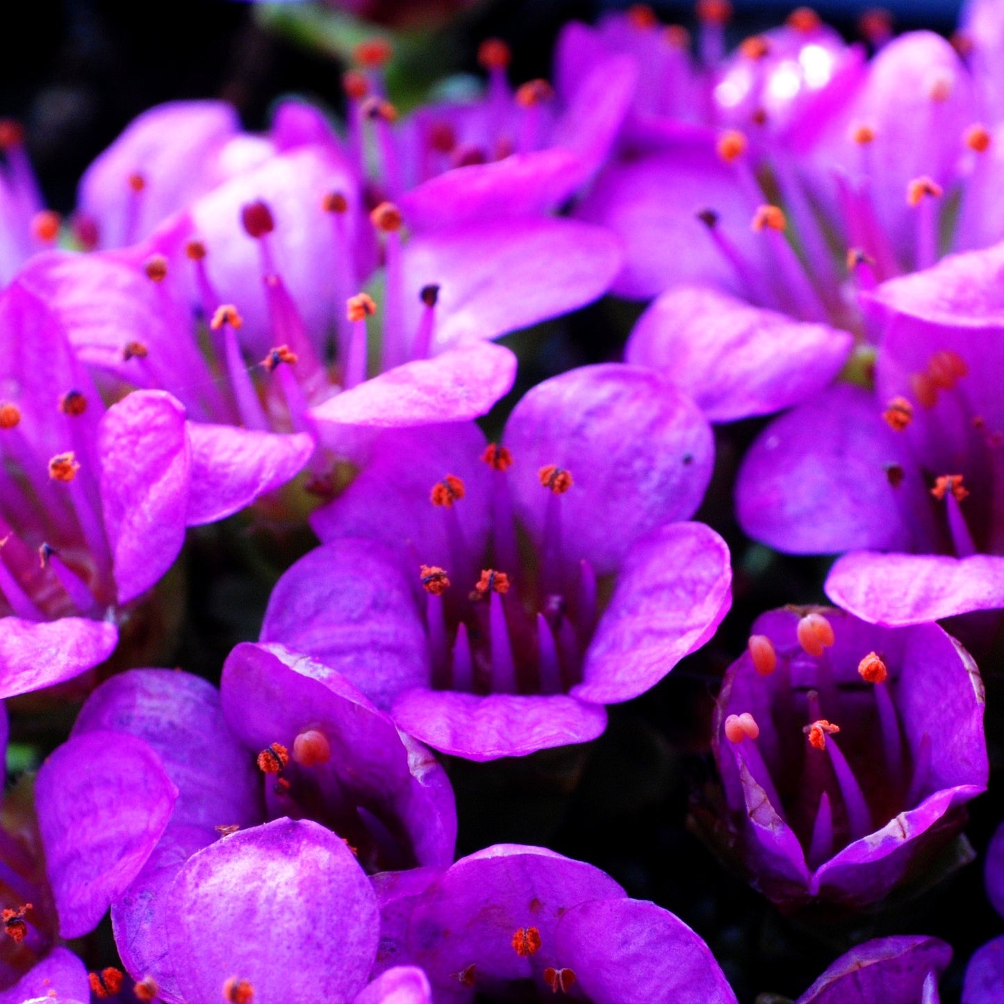 Teppich-Steinbrech 'Splendens' (Saxifraga oppositifolia)