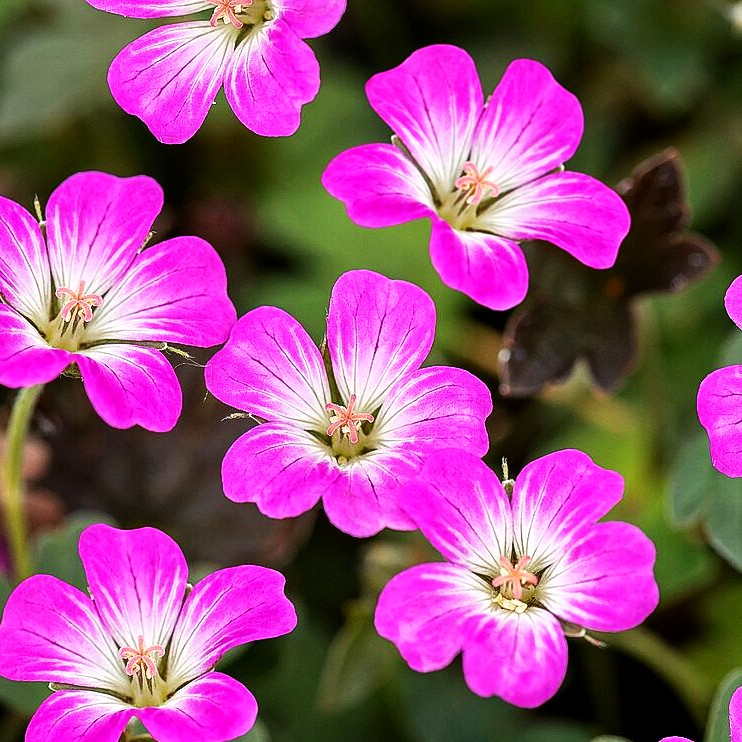 Teppich-Storchschnabel 'Orkney Cherry' (Geranium x cult.)