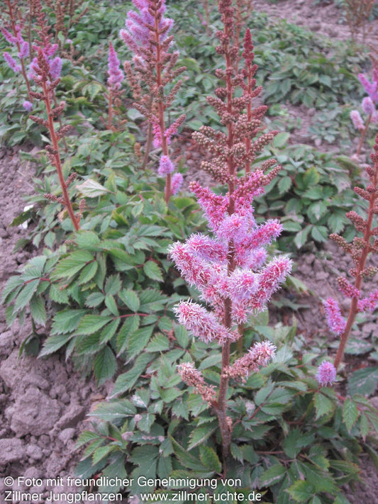 Teppichspiere (Astilbe chinensis var.pumila, veg.)