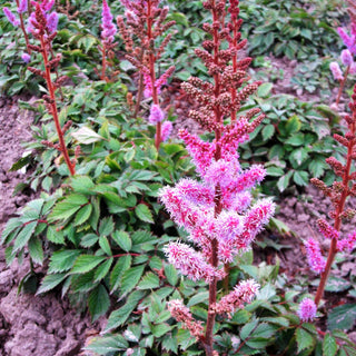 Teppichspiere (Astilbe chinensis var.pumila, veg.)