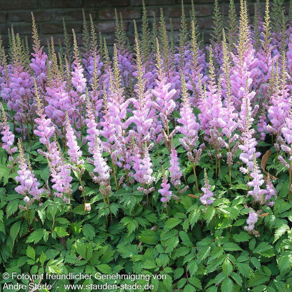 Teppichspiere (Astilbe chinensis var.pumila, veg.)