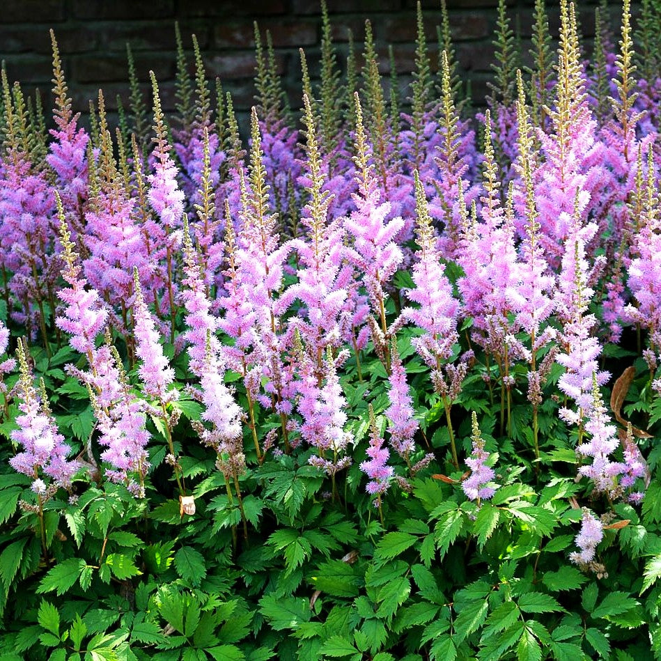 Teppichspiere (Astilbe chinensis var.pumila, veg.)