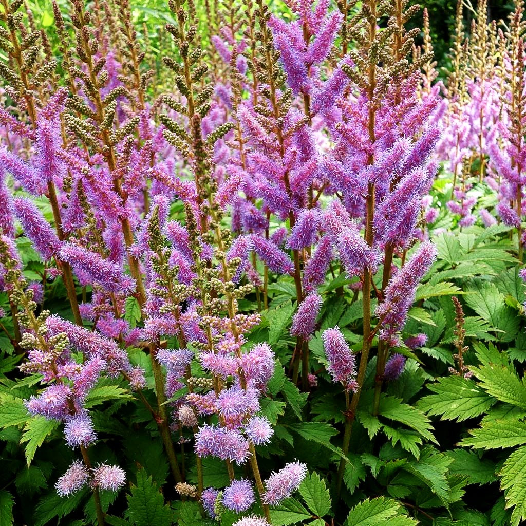 Teppichspiere (Astilbe chinensis var.pumila, veg.)