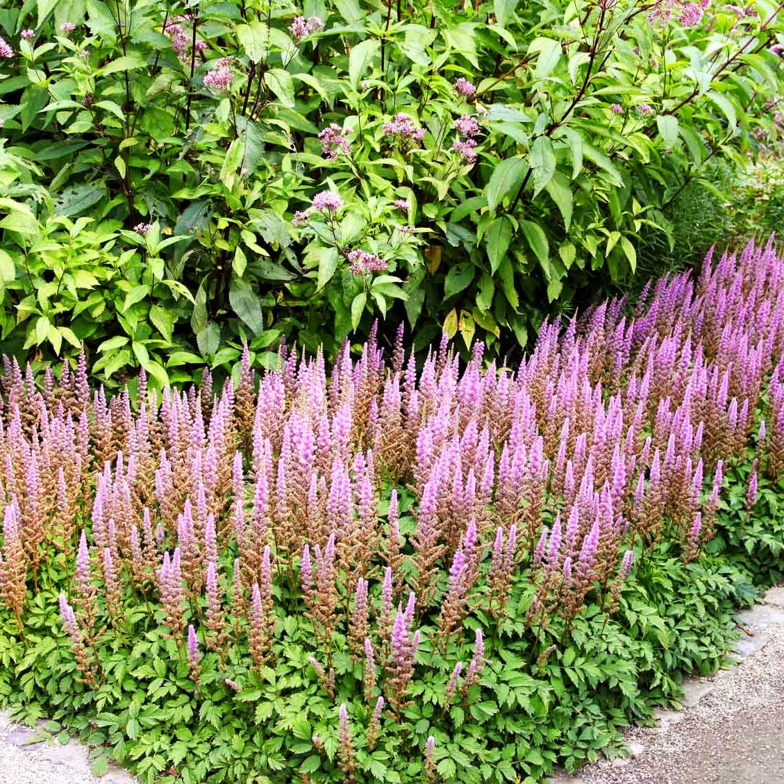 Teppichspiere (Astilbe chinensis var.pumila, veg.)