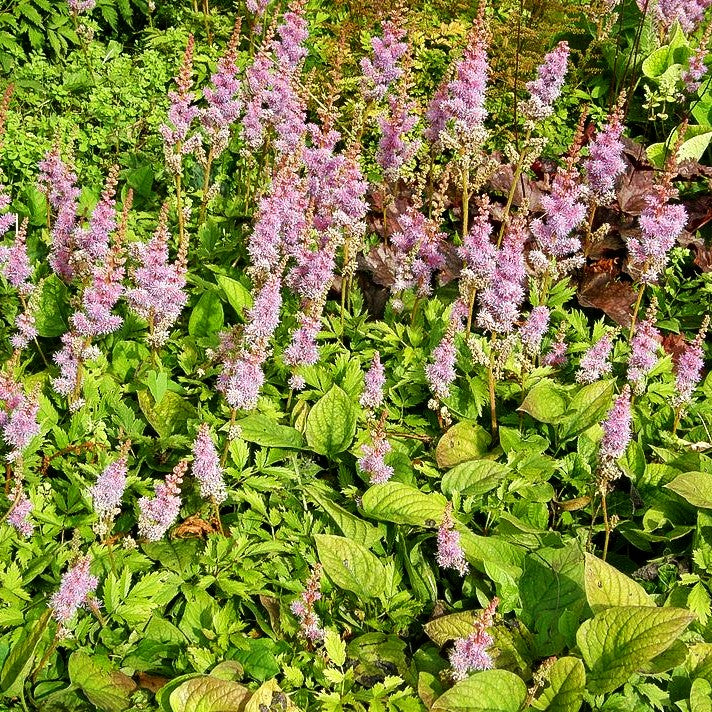 Teppichspiere (Astilbe chinensis var.pumila, veg.)