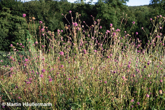 Teufelsabbiss (Succisa pratensis)