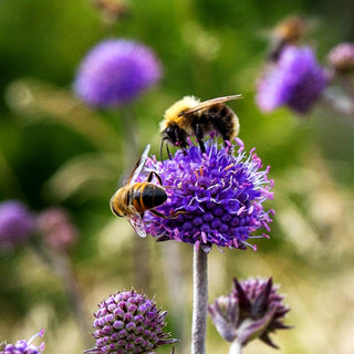 Teufelsabbiss (Succisa pratensis)