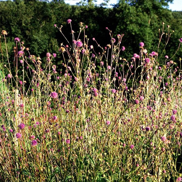 Teufelsabbiss (Succisa pratensis)