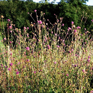Teufelsabbiss (Succisa pratensis)