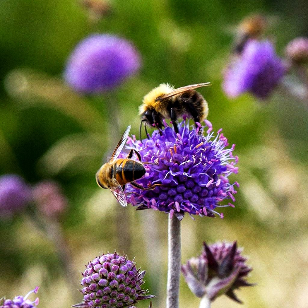 Teufelsabbiss (Succisa pratensis)