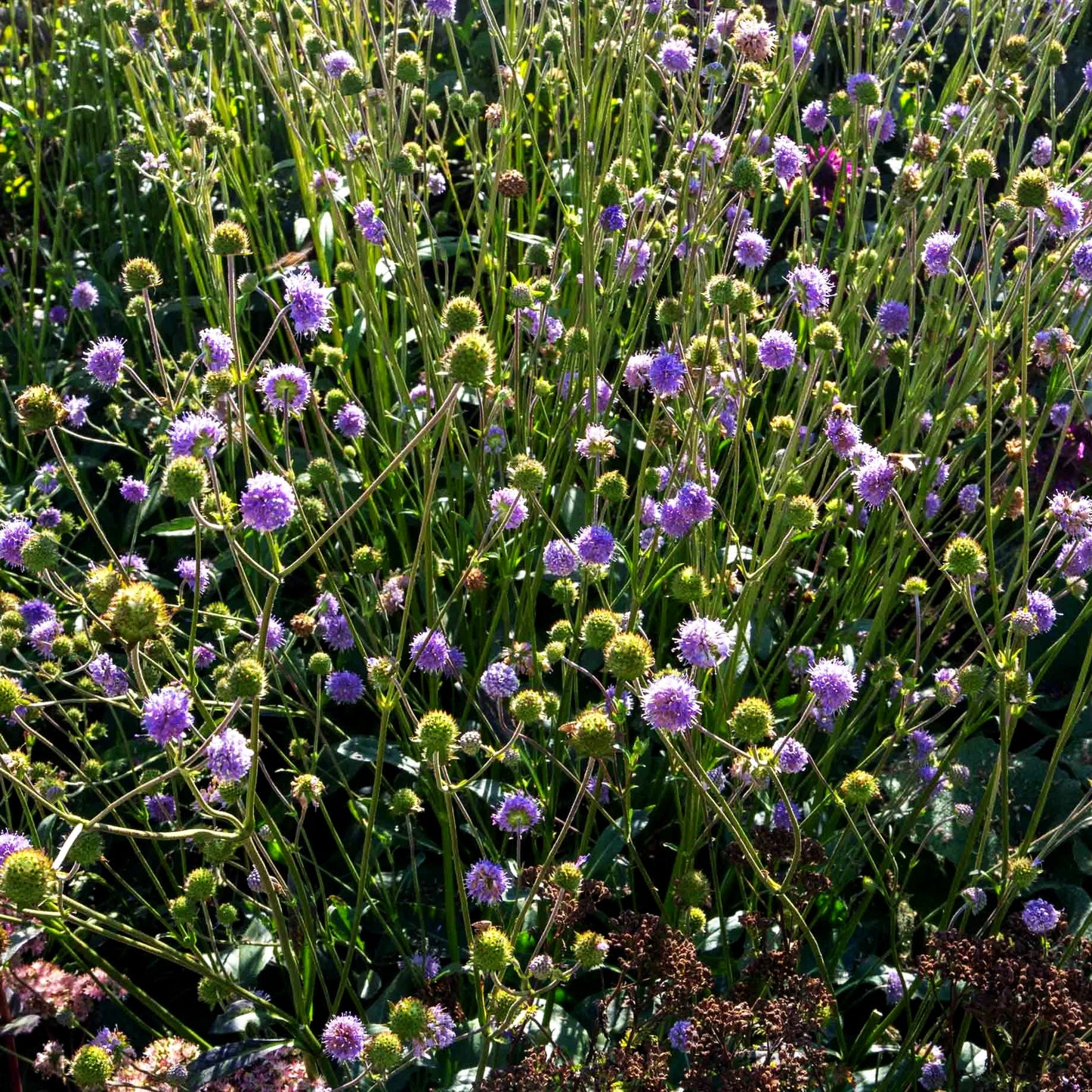 Teufelsabbiss (Succisa pratensis)