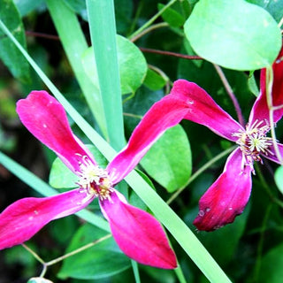 Texas-Waldrebe (Clematis texensis)