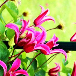 Texas-Waldrebe 'Princess Diana' (Clematis tex.)