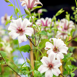 Texas-Waldrebe 'Princess Kate' (Clematis tex.)