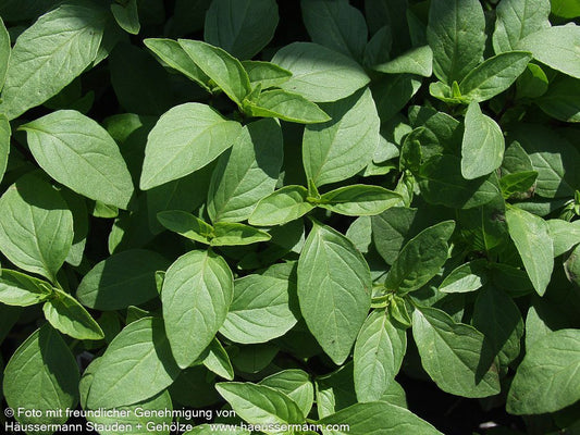Thai-Basilikum 'Siam Queen' (Ocimum basilicum)