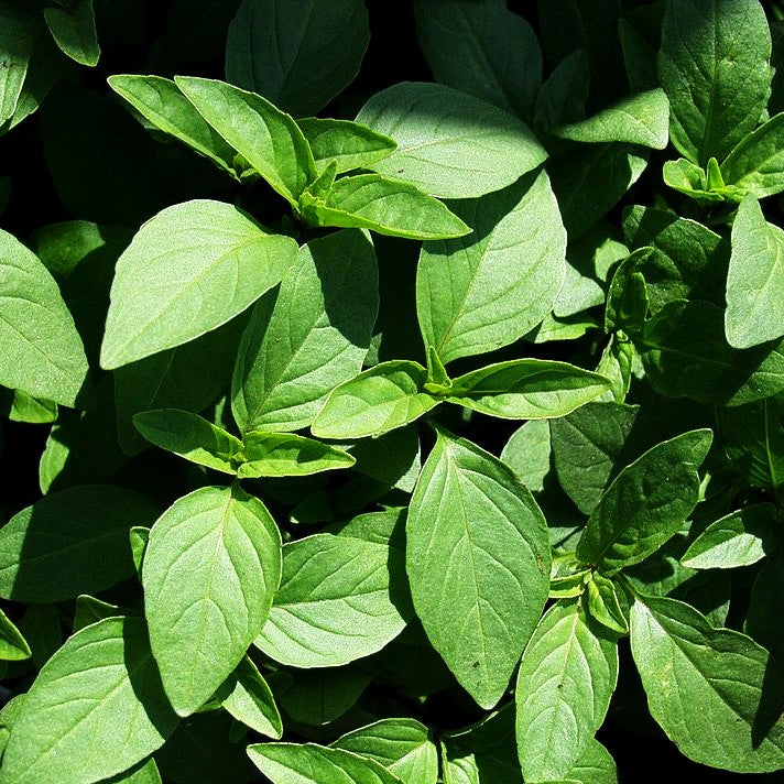 Thai-Basilikum 'Siam Queen' (Ocimum basilicum)