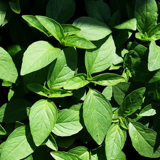 Thai-Basilikum 'Siam Queen' (Ocimum basilicum)