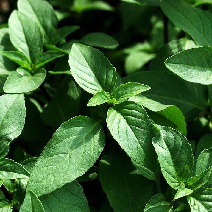 Thai-Basilikum 'Siam Queen' (Ocimum basilicum)