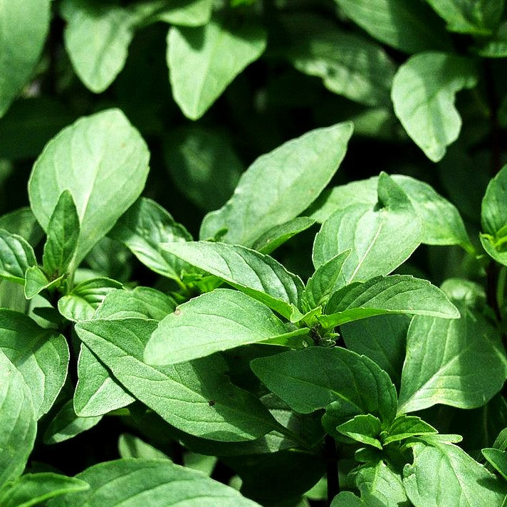 Thai-Basilikum 'Siam Queen' (Ocimum basilicum)