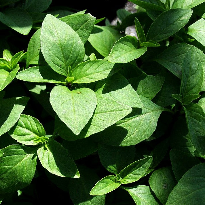 Thai-Basilikum 'Siam Queen' (Ocimum basilicum)