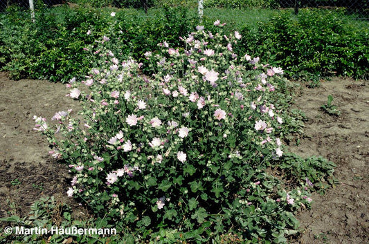 Thüringer Strauchpappel (Lavatera thuringiaca)