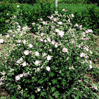 Thüringer Strauchpappel (Lavatera thuringiaca)