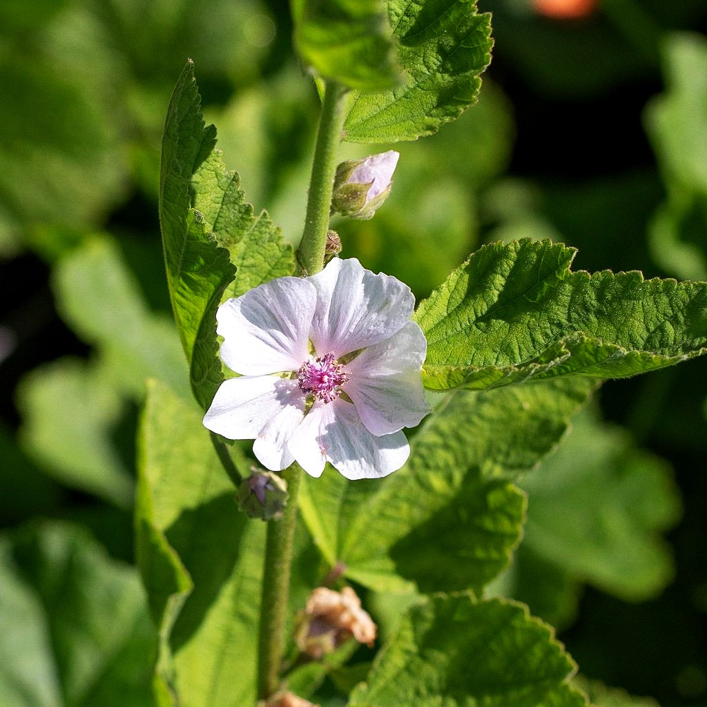 Thüringer Strauchpappel (Lavatera thuringiaca)
