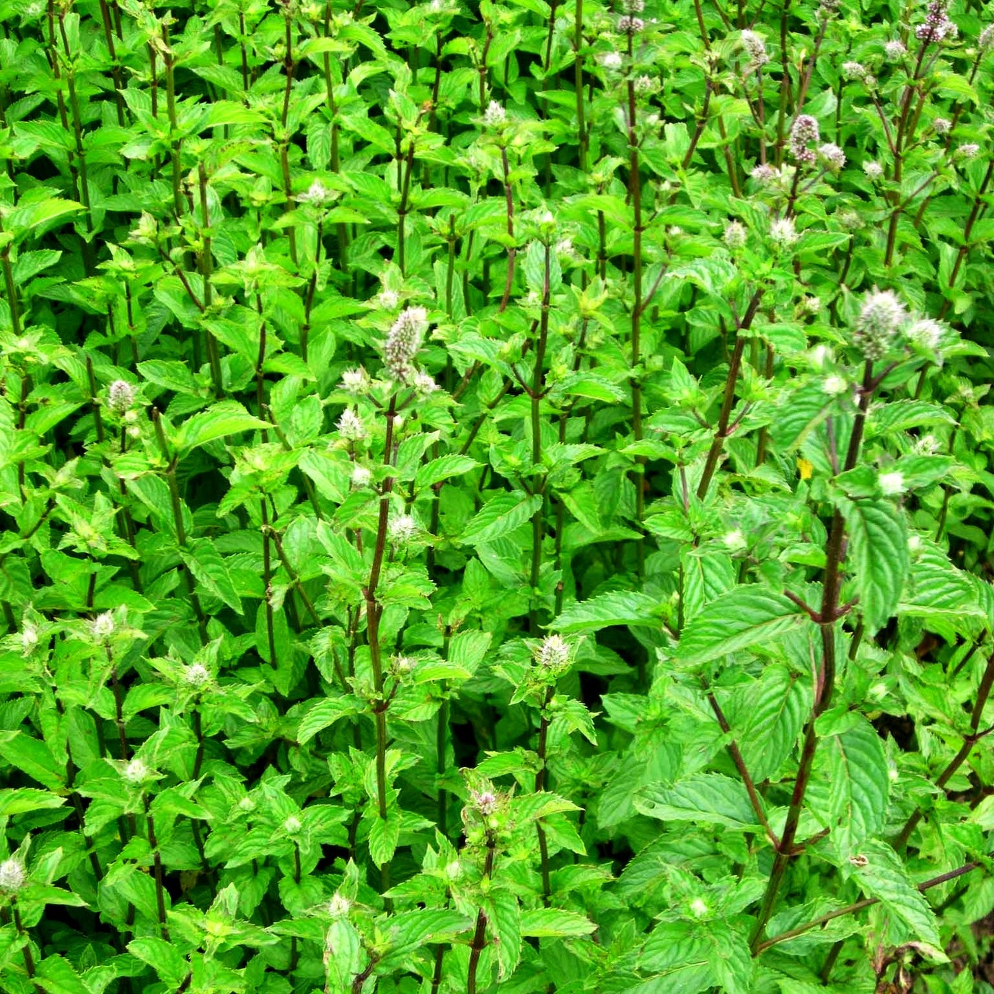 Thüringische Minze 'Multimentha' (Mentha x piperita)