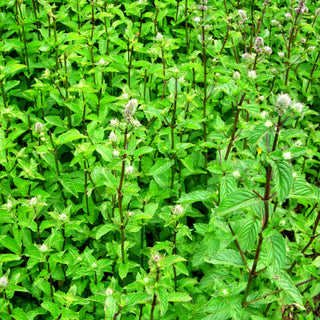 Thüringische Minze 'Multimentha' (Mentha x piperita)