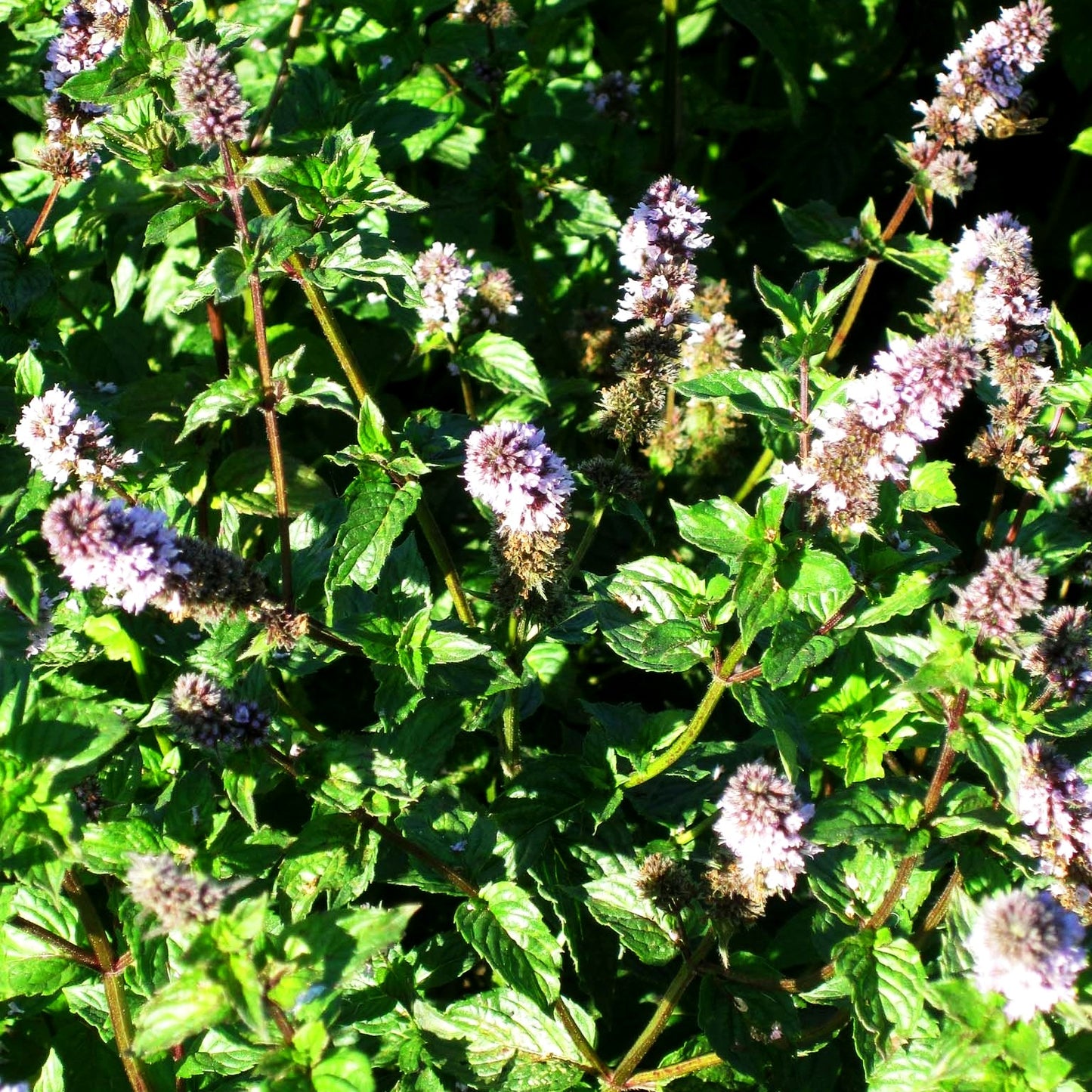 Thüringische Minze 'Multimentha' (Mentha x piperita)