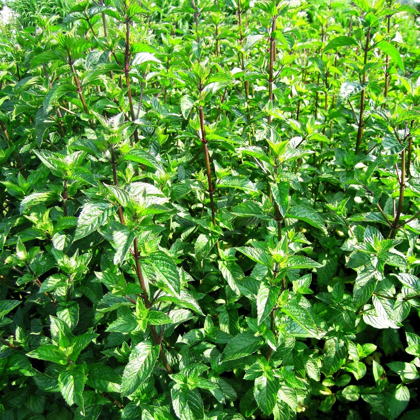 Thüringische Minze 'Multimentha' (Mentha x piperita)