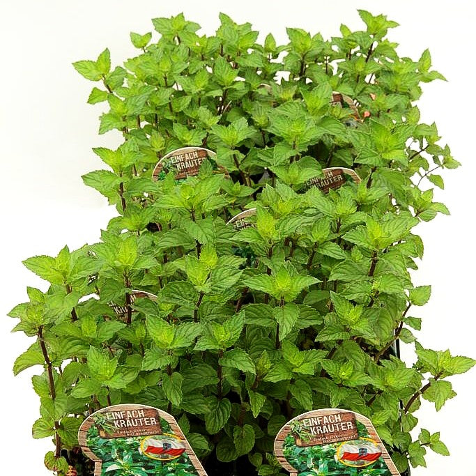 Thüringische Minze 'Multimentha' (Mentha x piperita)