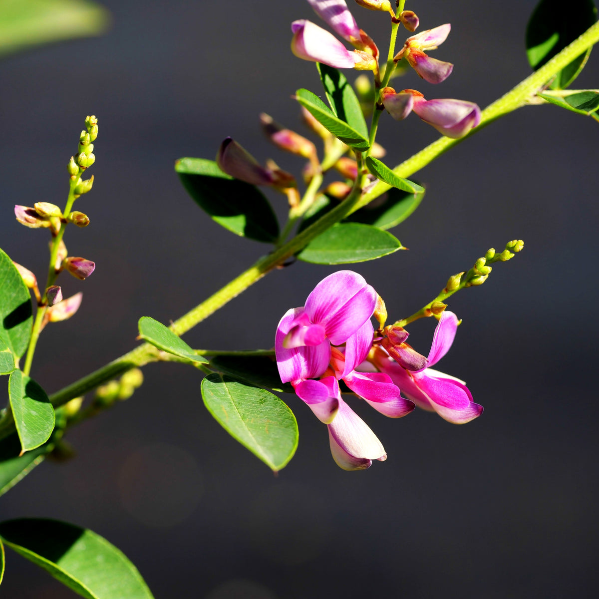 Thunbergs Buschklee 'Edo Shibori' (Lespedeza thunbergii)