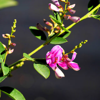 Thunbergs Buschklee 'Edo Shibori' (Lespedeza thunbergii)