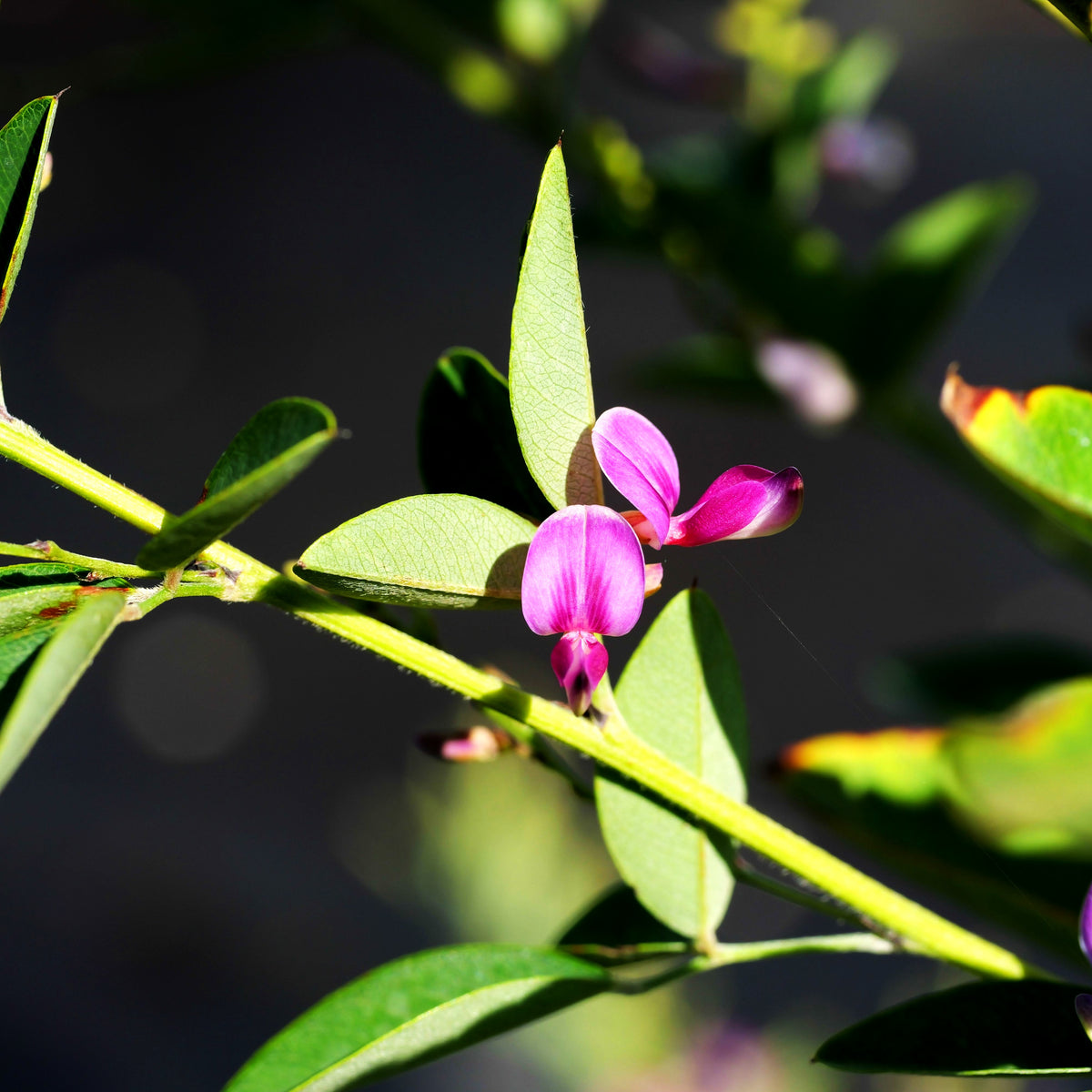 Thunbergs Buschklee 'Edo Shibori' (Lespedeza thunbergii)