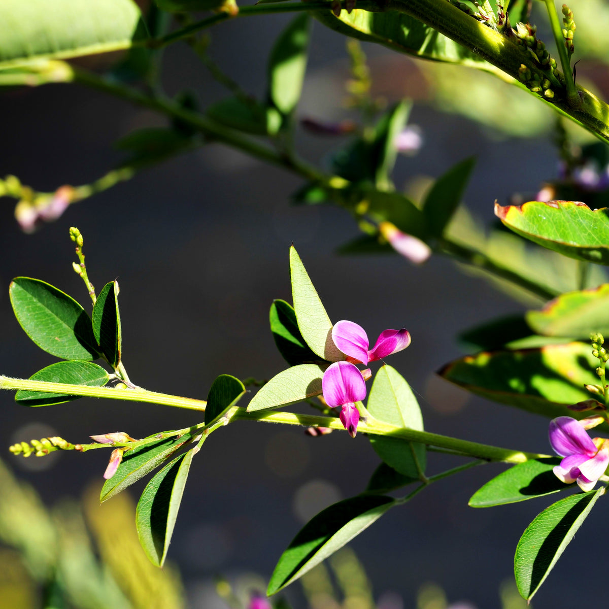 Thunbergs Buschklee 'Edo Shibori' (Lespedeza thunbergii)